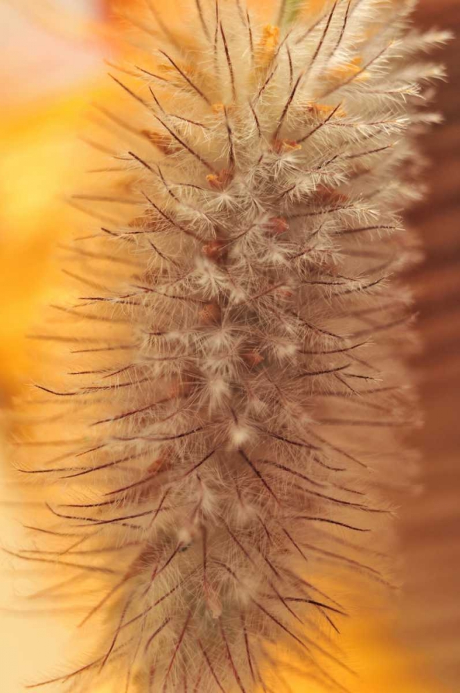 Oregon, Portland Rabbits-foot clover seed